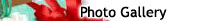 Photo Gallery